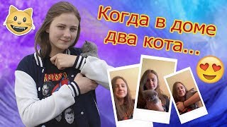ЧТО ЗНАЧИТ ИМЕТЬ ДОМА ДВУХ КОТОВ?? ЧТО ЗНАЧИТ ИМЕТЬ ДОМА ДВУХ КОТОВ??