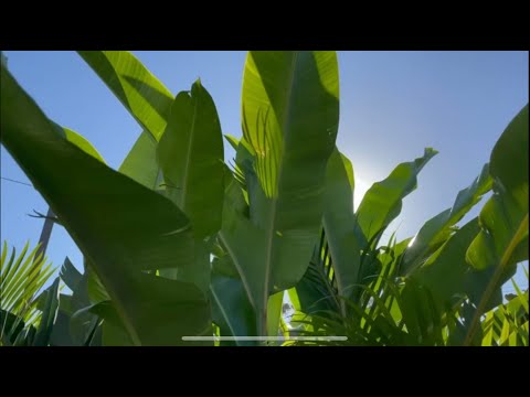 ვიდეო: ჰელიკონიას გასხვლის გზამკვლევი: როგორ მოვჭრათ ლობსტერის კლანჭის ჰელიკონიას მცენარეები