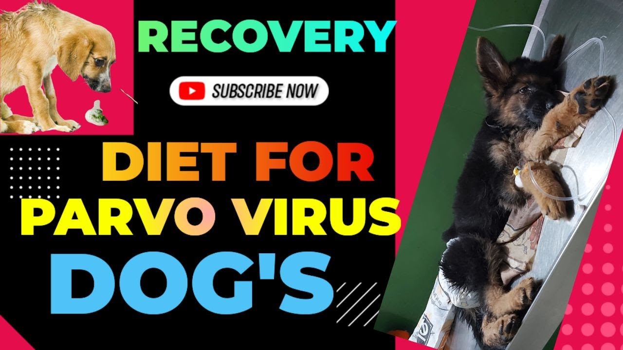 Recovery Diet For PARVO VIRUS Patient What To Feed Parvo Recovered 