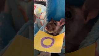 Derecho The Inter Rat Says Happy Pride