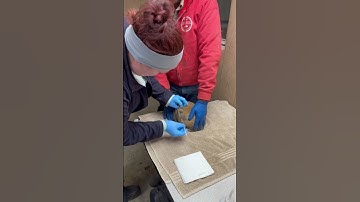 Rabbit Subcutaneous Injection