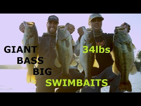 Big Bass on Big Swimbaits- Lake Burton Fishing Guide