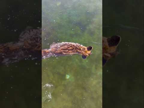 حيوانات اتجمدت في التلج لفترات طوليه بتوصل لي ٤٠ الف سنه