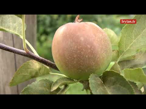 Video: Kaip Išauginti Obelį Iš Sėklos - įdomi Patirtis (obuoliai Anūkei)