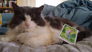 Tarot for Cats: Issie's Daily Draw #10 by Jake Waldweg Whatever 4 views 2 years ago 1 minute, 6 seconds