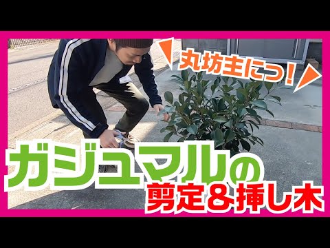 解説 わかりやすーい ガジュマル丸坊主 挿し木しっかりまとめ Youtube