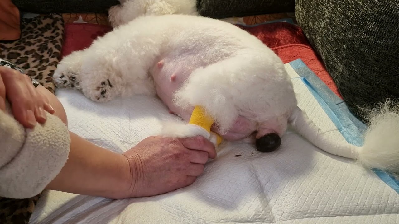 Первые роды у собаки. Начало💓 PATRICIA💓 #kennel_BrightStarDog #bichon_kp #puppybichonfrise #родысуки