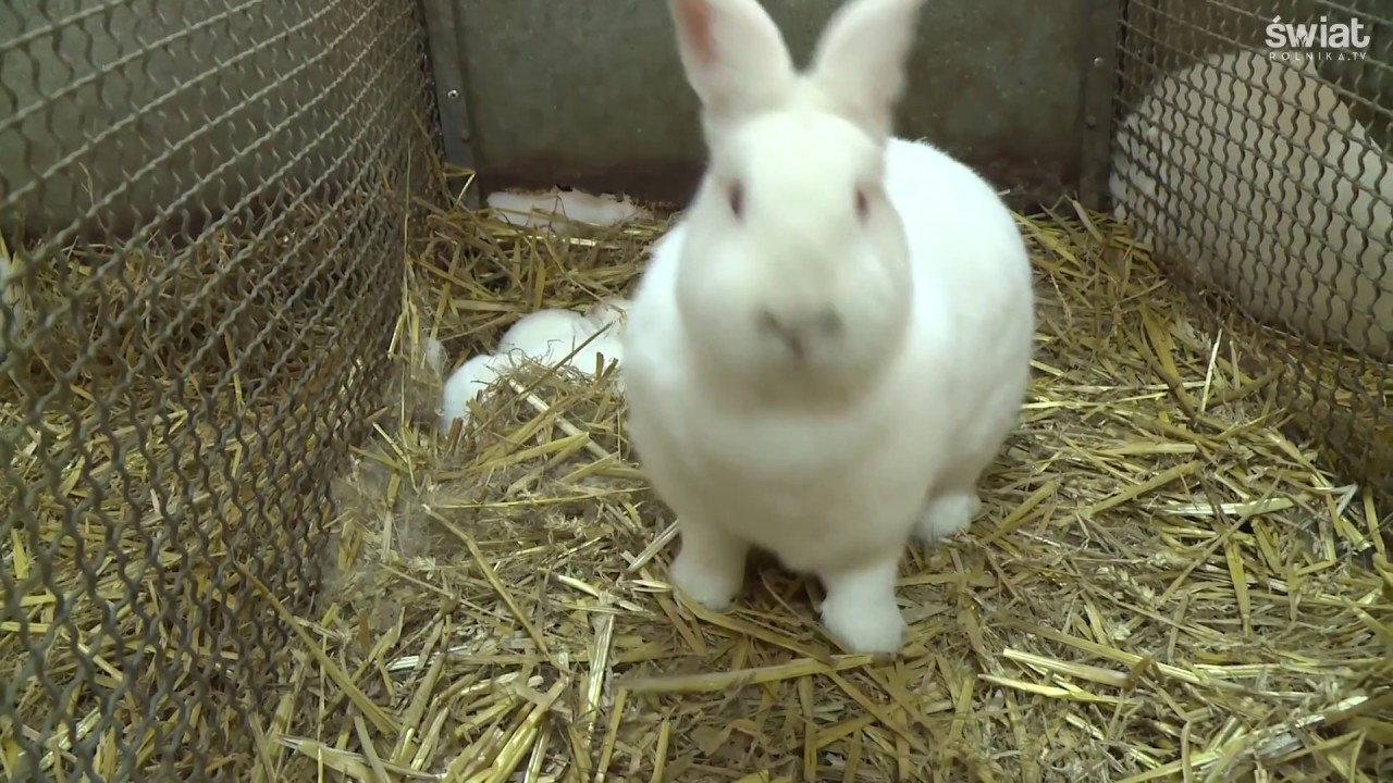 Hobbystyczne hodowle królików mają przyszłość