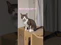語彙力の使い方？　　　　　　　　　　　保護猫シンとテンの物語