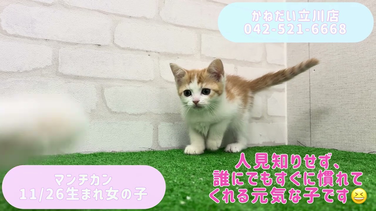 価格の安い【動画あり！】マンチカン♀ おもちゃ大好きなお転婆足長