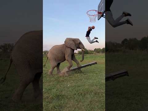 health-boosting companions #viral #trending #entertainment #funnyshorts