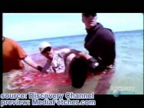 Shark Attack / Hai Angriff