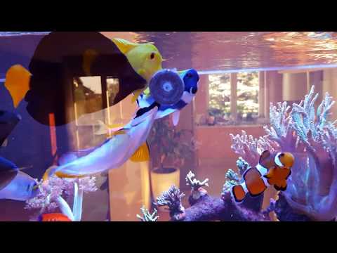 Корм Aquaforest AF Vege Clip 100 г — для морських травоїдних та всеїдних риб, видео 1