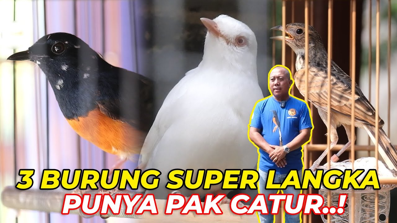 TERNYATA SELAIN MURAI EKOR PANJANG, PAK CATUR JUGA PUNYA KOLEKSI MURAI YANG LANGKA LAINNYA..!