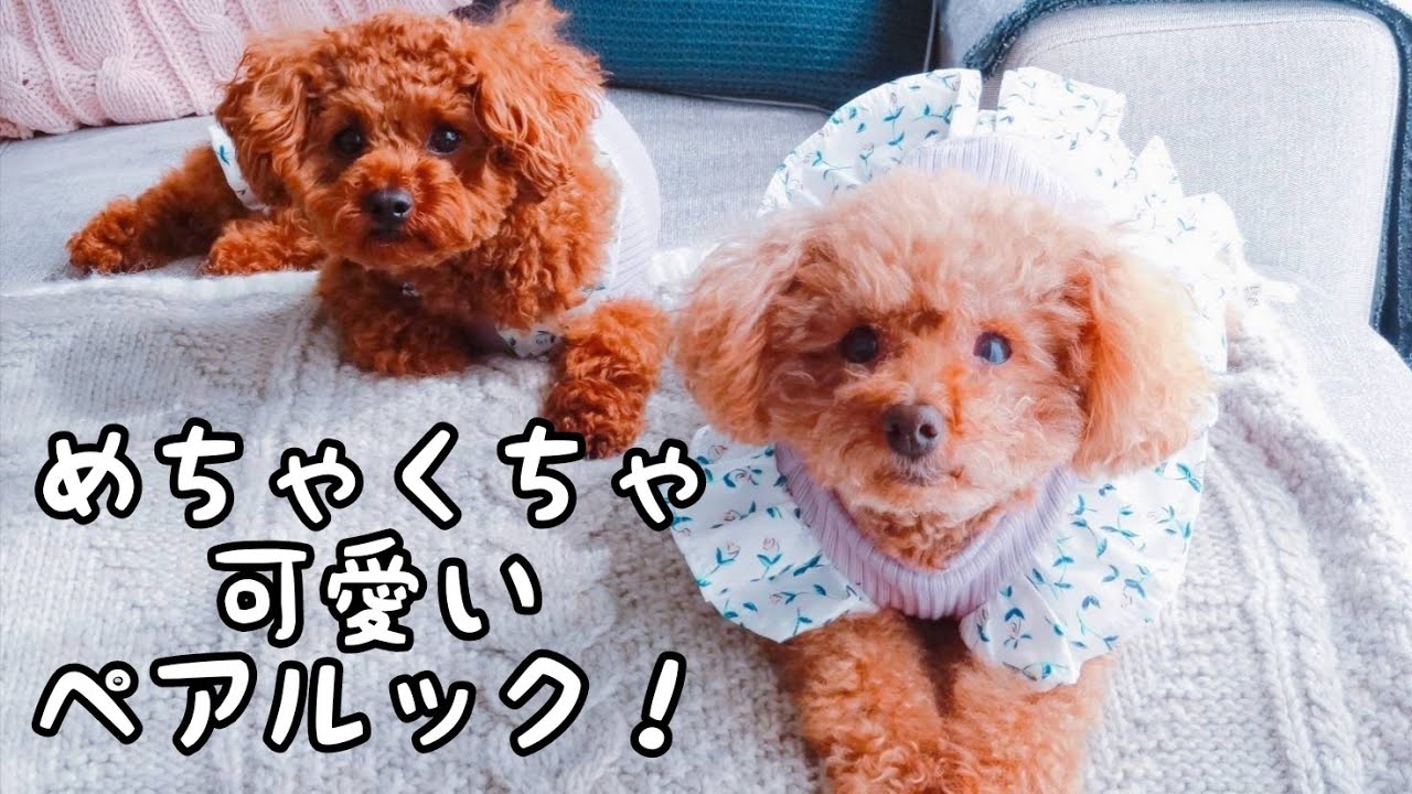めちゃくちゃ可愛いお洋服が届きました トイプードルのtaruto Rasuku Youtube