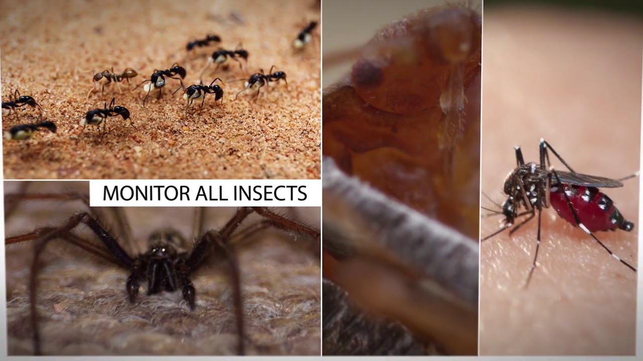 Delta Five's Bed Bug Monitoring System