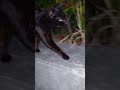 猫に挨拶するオッサン✖猫パンチくん Let's walk with stray cat (Kobe City, Japan)