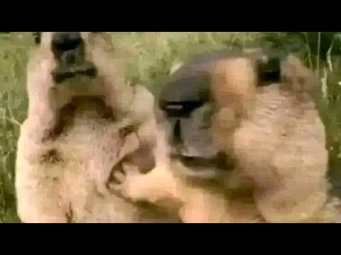 platica de chill ultra aburrida, NO VER ¿Borraré el canal? idk 🦆