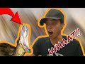 Snake Expert Reacts To Snake Videos | Wild Man Dan Episode 3