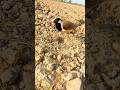 little chick save mud nest