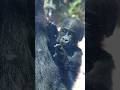 SANTARO the Baby Gorilla Wipes the Window ✋🦍 Kyoto City Zoo