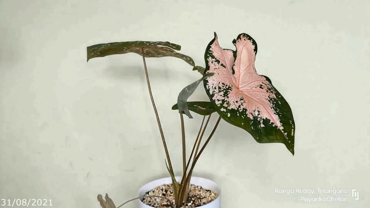 Caladium Pink Beauty | Two day time lapse | NF - 2