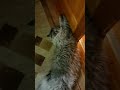Ох уж эти планы🙈 #catlife #юмор #веселыекоты #любимки #люблюкошек