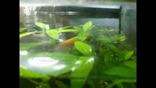 Honey Gourami Shooting Droplets Into The Air Trichogaster Chuna