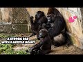 Dad mode activated: “Everyone, take a seat!” 😂爸爸模式啟動：「大家都坐好！」#gorilla