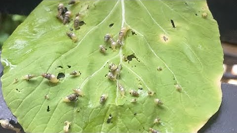 Tuyệt chiêu diệt ốc sên cực nhanh không cần dùng thuốc hóa học