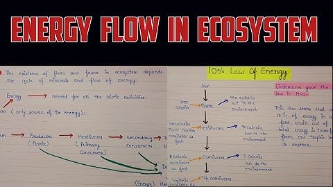 Energy flow in ecosystem | Flow of energy in ecosystem | Energy flow in ecosystem