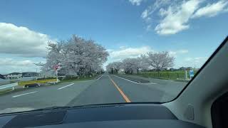 木曽岬町　桜並木