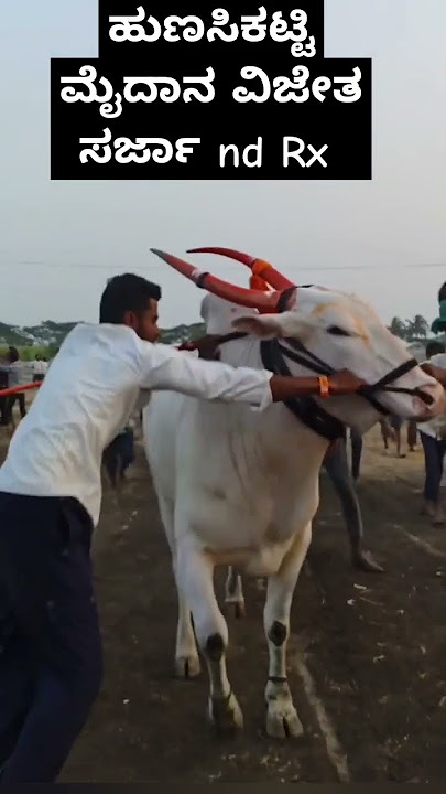 #varel #terabandi #terending #kannadajanapada #bullslover