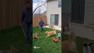 Download Lagu CCTV footage: Jackal Attacks Child in Backyard #CCTVFootage #AnimalAttack #Backyard #ViralVideo MP3 Download Lagu CCTV footage: Jackal Attacks Child in Backyard #CCTVFootage #AnimalAttack #Backyard #ViralVideo MP3