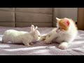 Tiny Kittens Meet Baby Bunnies [Cuteness Overload]