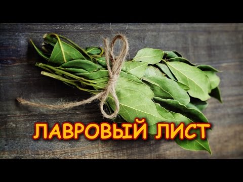 ЛАВРОВЫЙ ЛИСТ ИЗБАВИТ ОТ МНОГИХ ПРОБЛЕМ