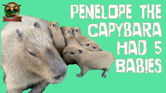 Northumberland Zoo welcomes four cute capybara pups