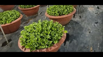 Cúc đại đóa tết 2026#ToanNguyen