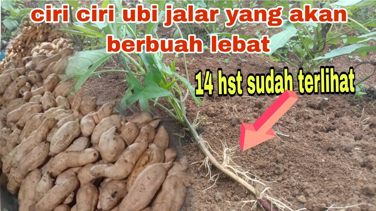 Petani ubi jalar wajib tau ilmu ini agar menghasilkan ubi lebat maksimal @petanimuda-d8w