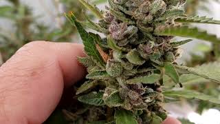 Growing the best Cannabis Strains outdoors without washing your weed