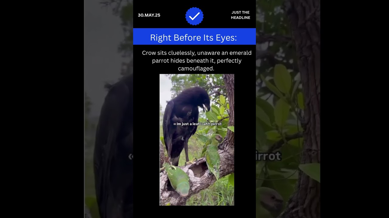 "Crow Misses Hidden Parrot – Mind-Blowing Camouflage!"