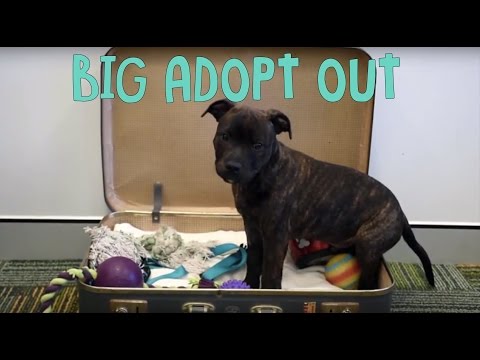 RSPCA Big Adopt Out
