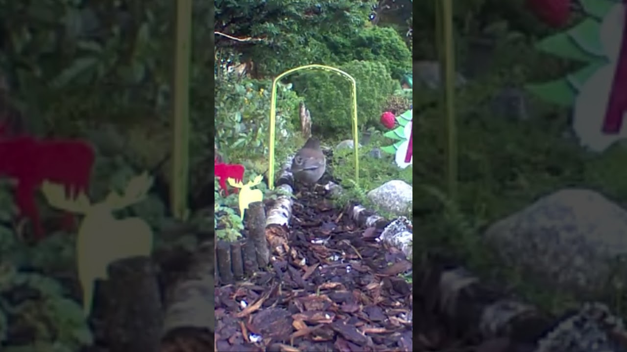 Going Down The Miniature Garden Path. 