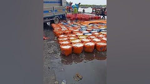 Vlog 2: Cảng Lagi mùa cá cơm