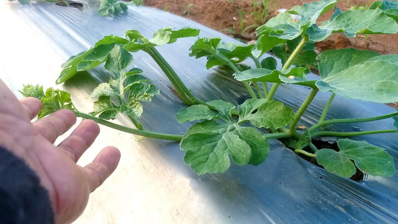 MENGAPA SERING NJEBUK,, POKOK GILA SELEPAS DI TOPING?????