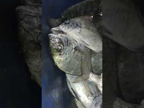 خيرات بوجدو الشرغو