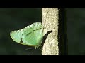Mariposas "Bandera argentina" ( Morpho epistrophus argentinus)