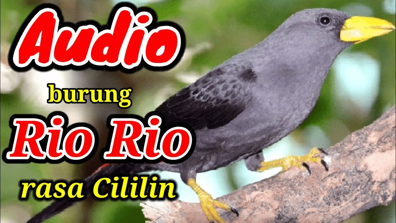 Brung Rio SUARA BURUNG RIO-RIO rasa CILILIN - YouTube