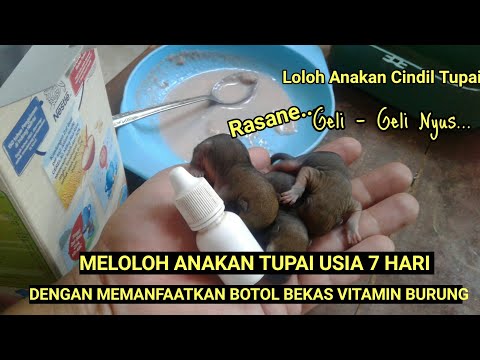 Cara Meloloh Anakan Bajing Kelapa Usia 7 Hari Dengan Botol Bekas Vitamin Burung