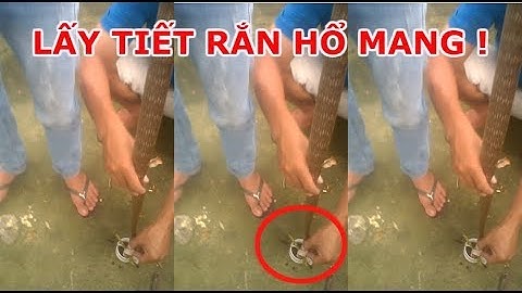 Lấy tiết rắn hổ mang và cái kết bất ngờ !